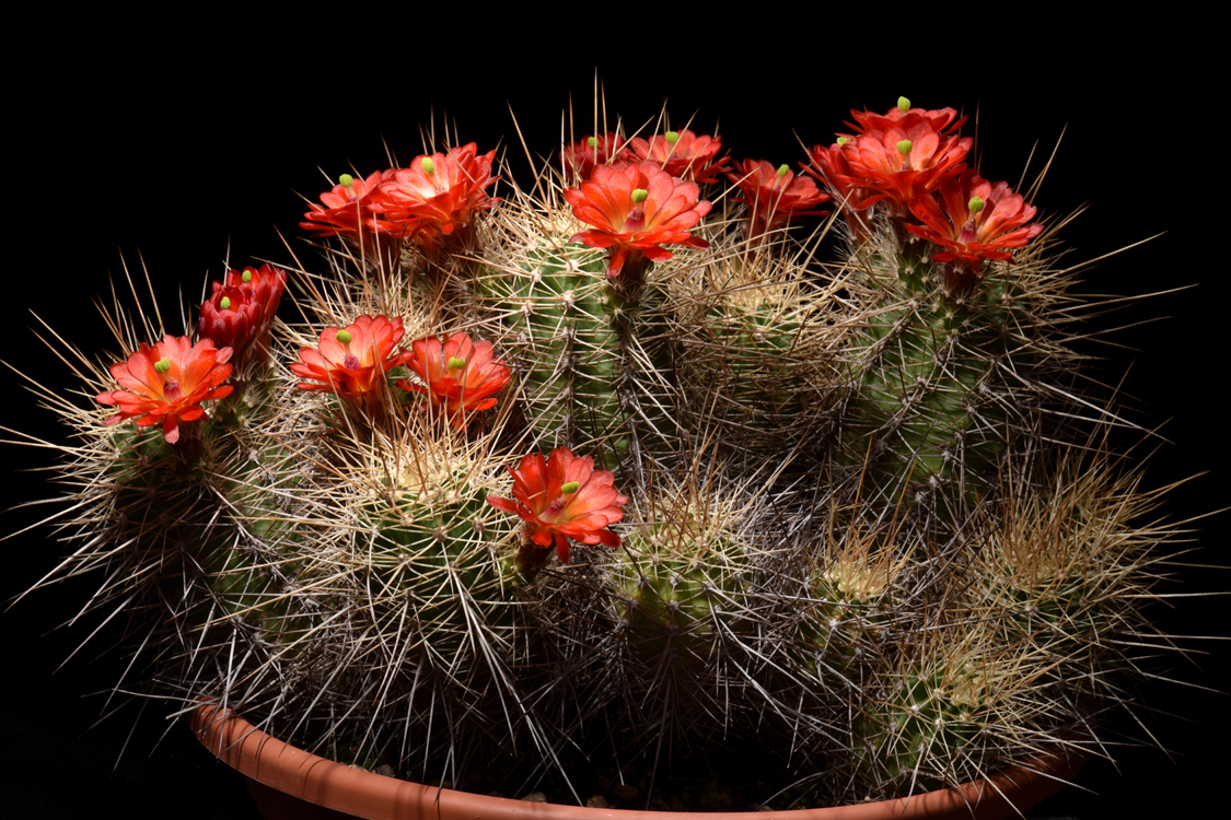 Echinocereus bakeri, USA, Arizona, Seligman - Kingman