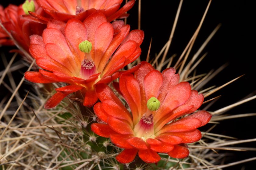 Echinocereus bakeri, USA, Arizona, Seligman - Kingman