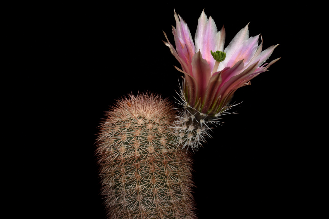 Echinocereus dasyacanthus, USA, Texas, Pecos Co., Bakersfield
