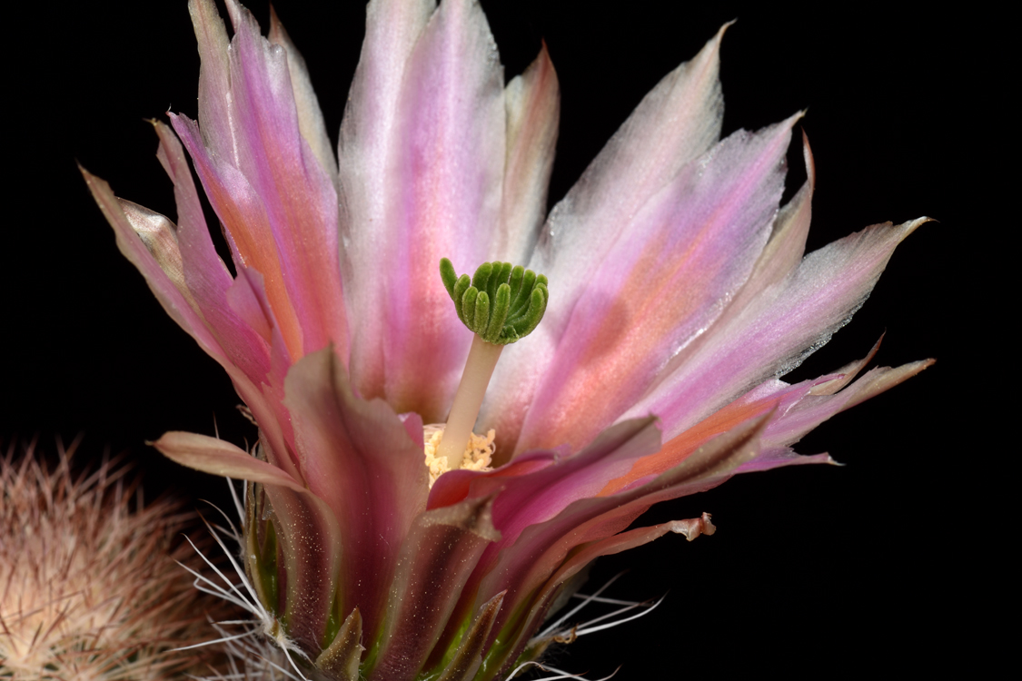 Echinocereus dasyacanthus, USA, Texas, Pecos Co., Bakersfield