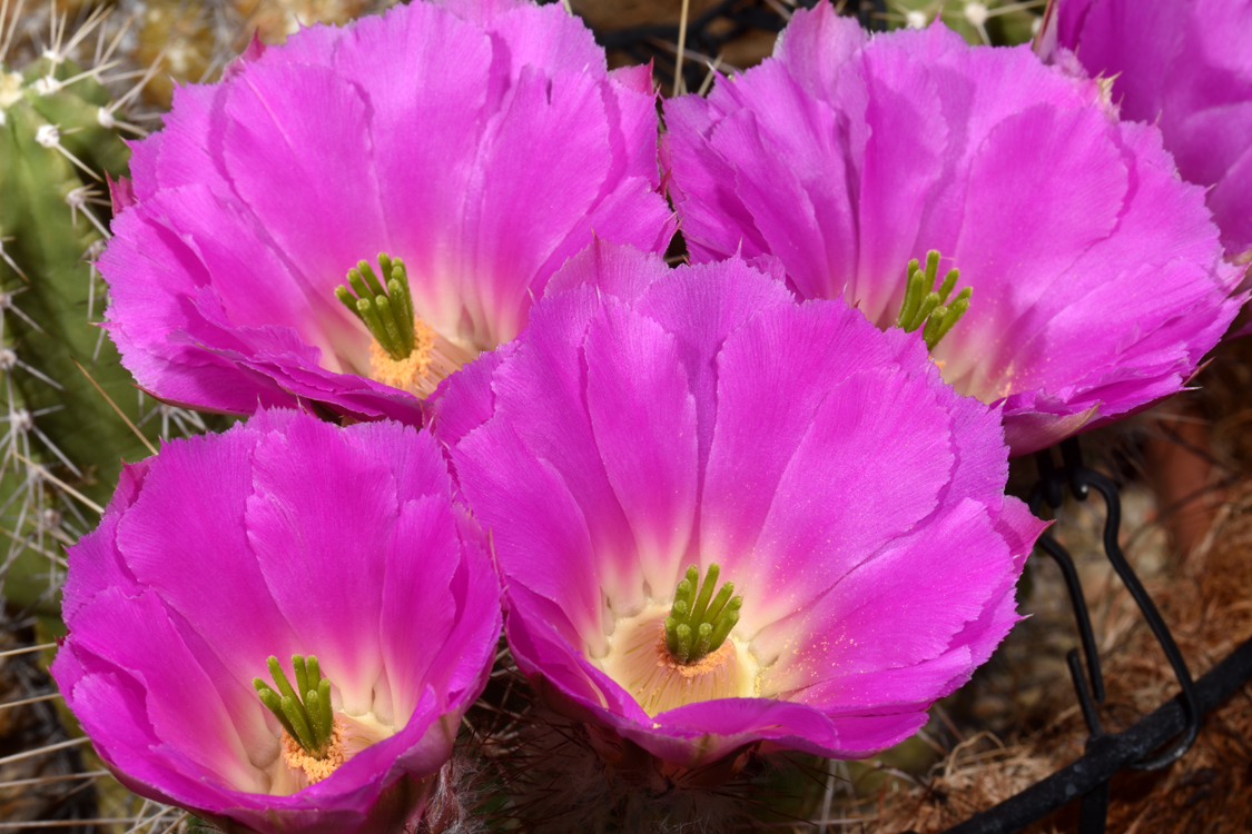 Echinocereus pentalophus subsp. leonensis, Mexico, Coahuila, Carbonera