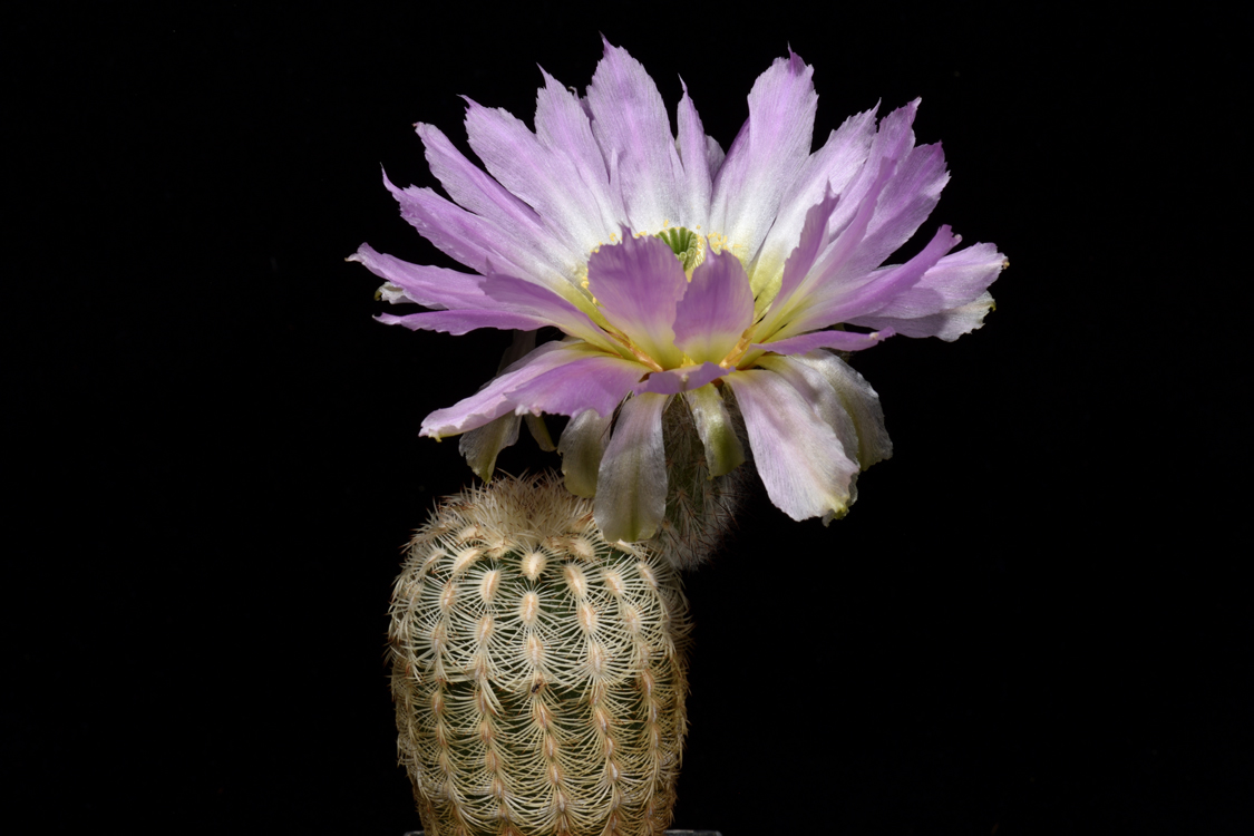 Echinocereus reichenbachii subsp. caespitosus, USA, Texas, New Braunfels