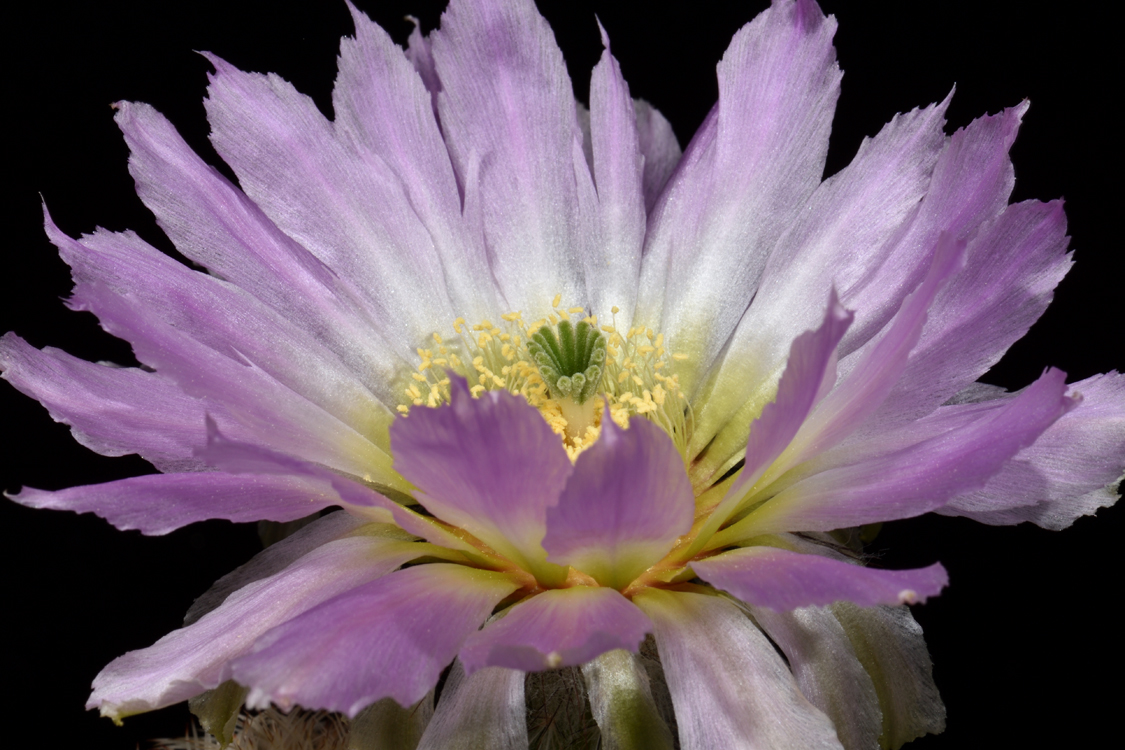 Echinocereus reichenbachii subsp. caespitosus, USA, Texas, New Braunfels