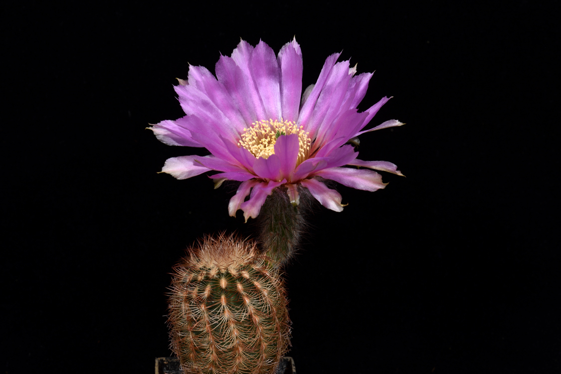 Echinocereus reichenbachii subsp. caespitosus, USA, Texas, Llano - Austin