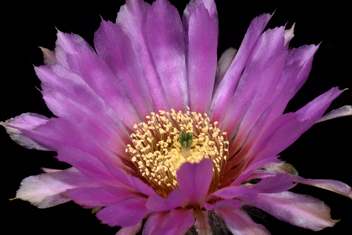 Echinocereus reichenbachii subsp. caespitosus, USA, Texas, Llano - Austin