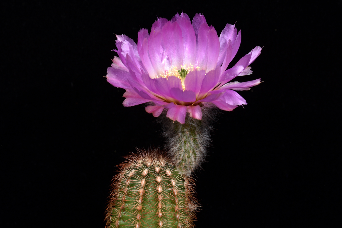 Echinocereus reichenbachii subsp. caespitosus, USA, Texas, Llano - Austin