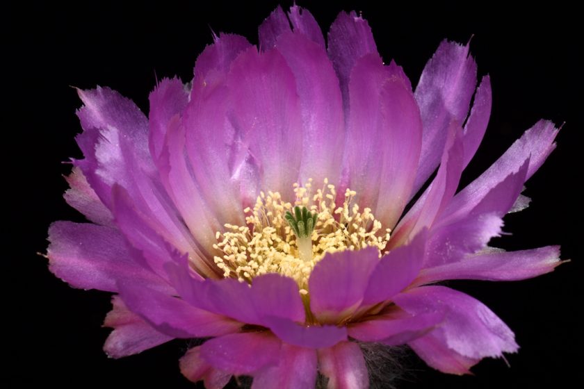 Echinocereus reichenbachii subsp. caespitosus, USA, Texas, Llano - Austin