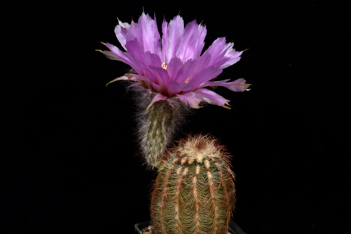 Echinocereus reichenbachii subsp. caespitosus, USA, Texas, Llano - Austin