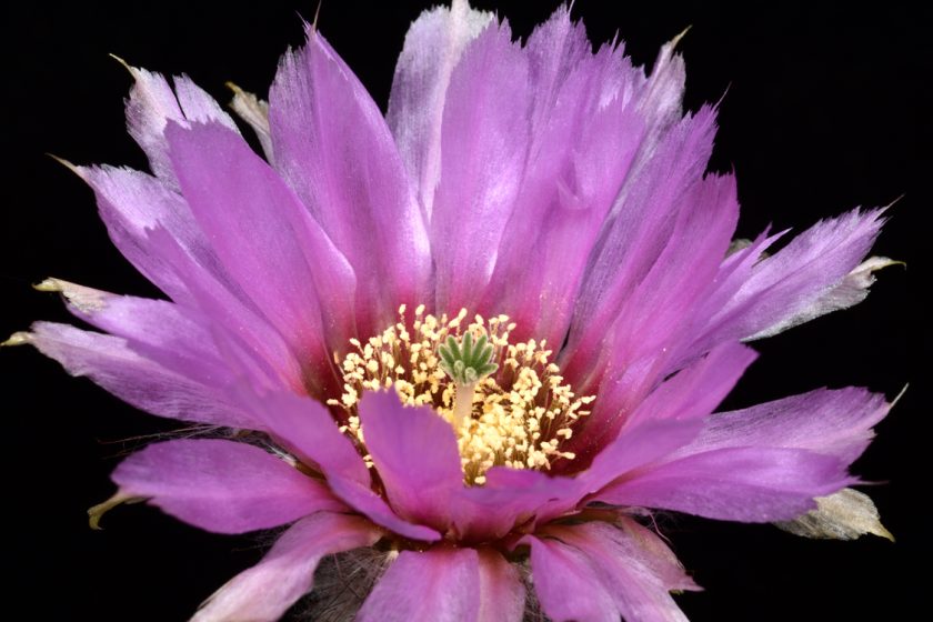 Echinocereus reichenbachii subsp. caespitosus, USA, Texas, Llano - Austin
