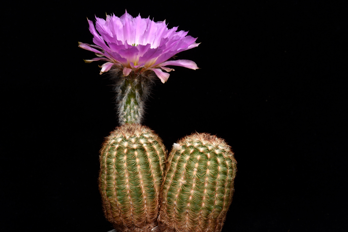 Echinocereus mojavensis, USA, Arizona, Toroweap Point