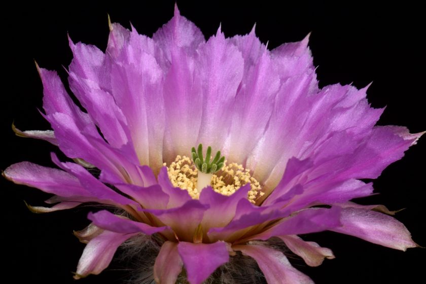 Echinocereus reichenbachii subsp. caespitosus, USA, Texas, Llano - Austin