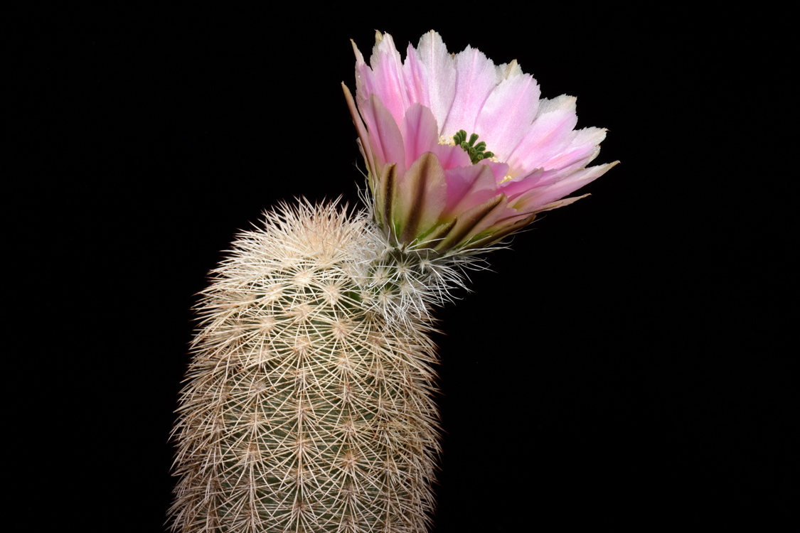 Echinocereus dasyacanthus subsp. crockettianus, USA, Texas, Crockett Co., Sheffield