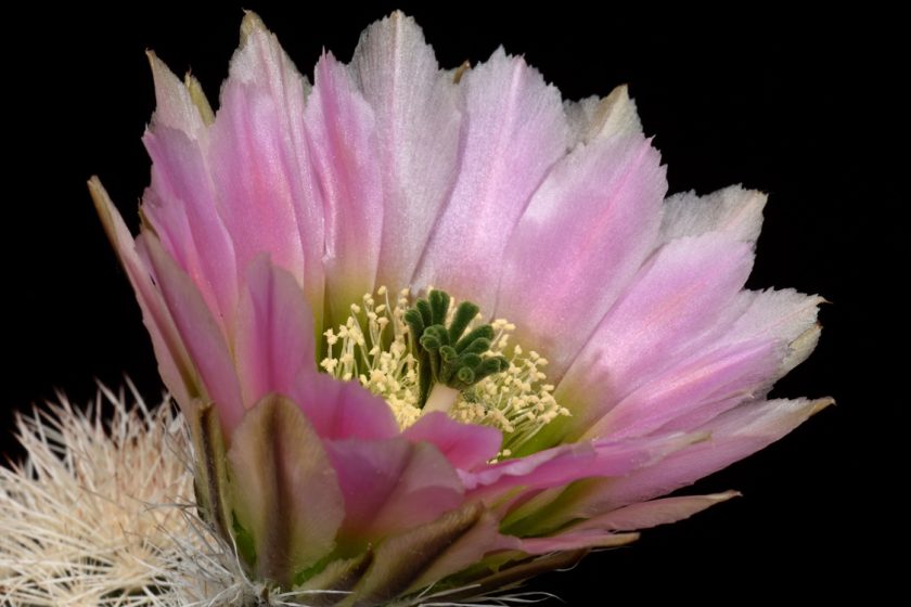 Echinocereus dasyacanthus subsp. crockettianus, USA, Texas, Crockett Co., Sheffield