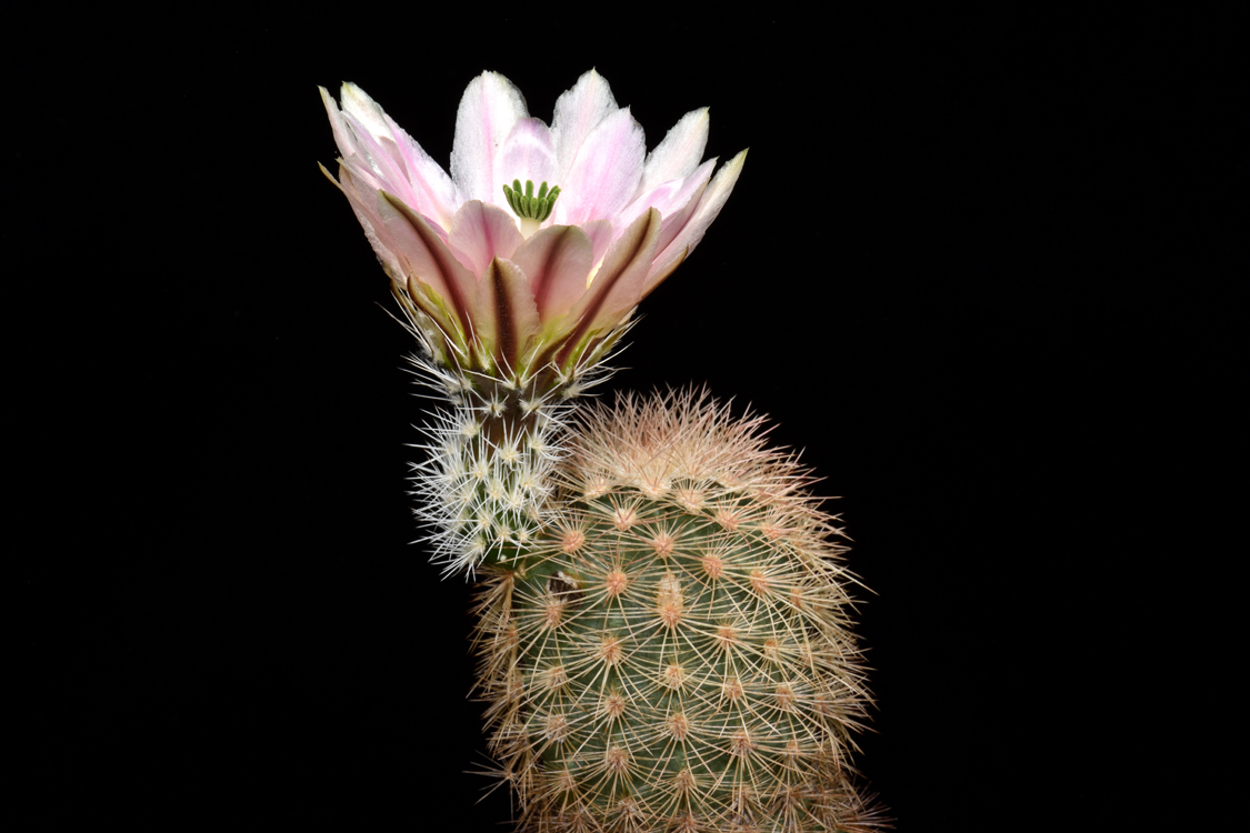 Echinocereus dasyacanthus, USA, Texas, Pecos Co., Bakersfield