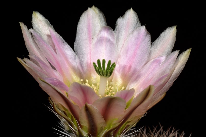 Echinocereus dasyacanthus, USA, Texas, Pecos Co., Bakersfield