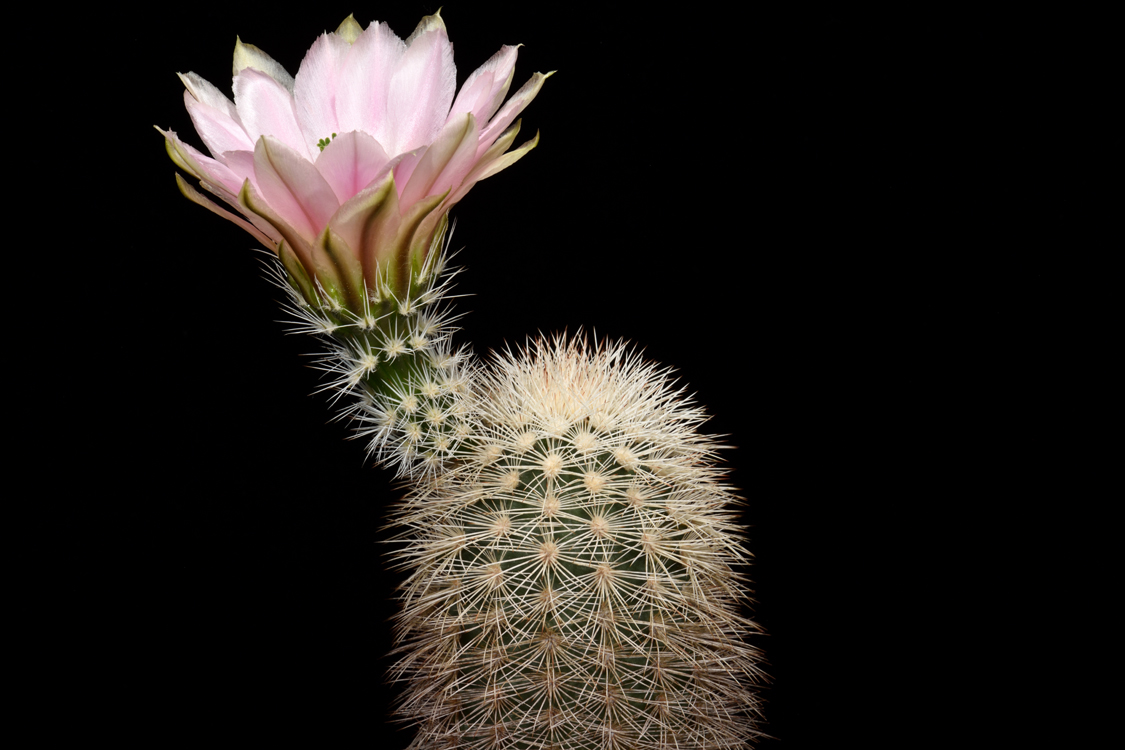 Echinocereus dasyacanthus, USA, Texas, Ft. Stockton