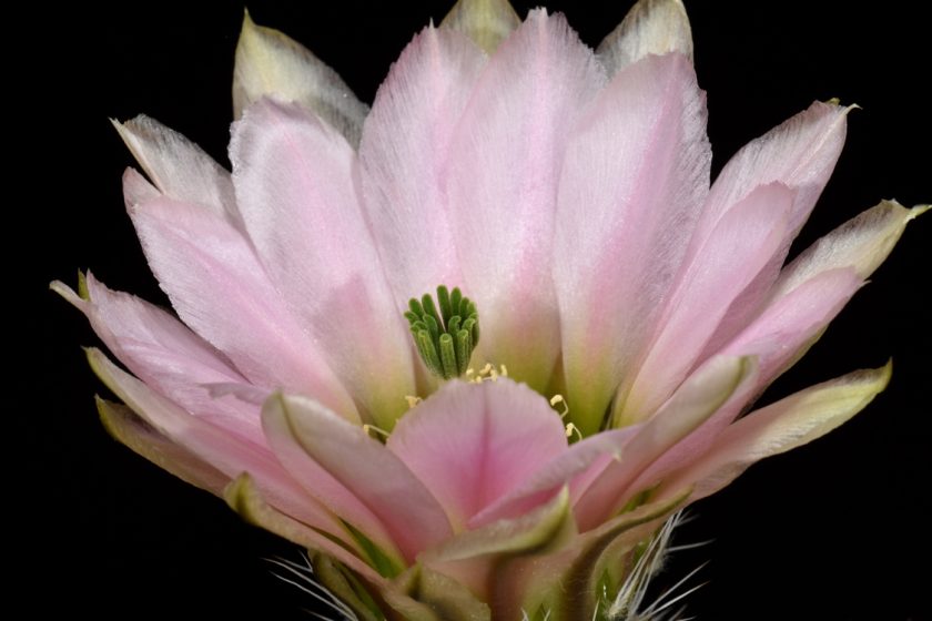 Echinocereus dasyacanthus, USA, Texas, Ft. Stockton