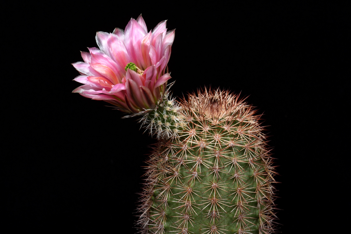 Echinocereus dasyacanthus, Mexico, Chihuahua, El Sancho