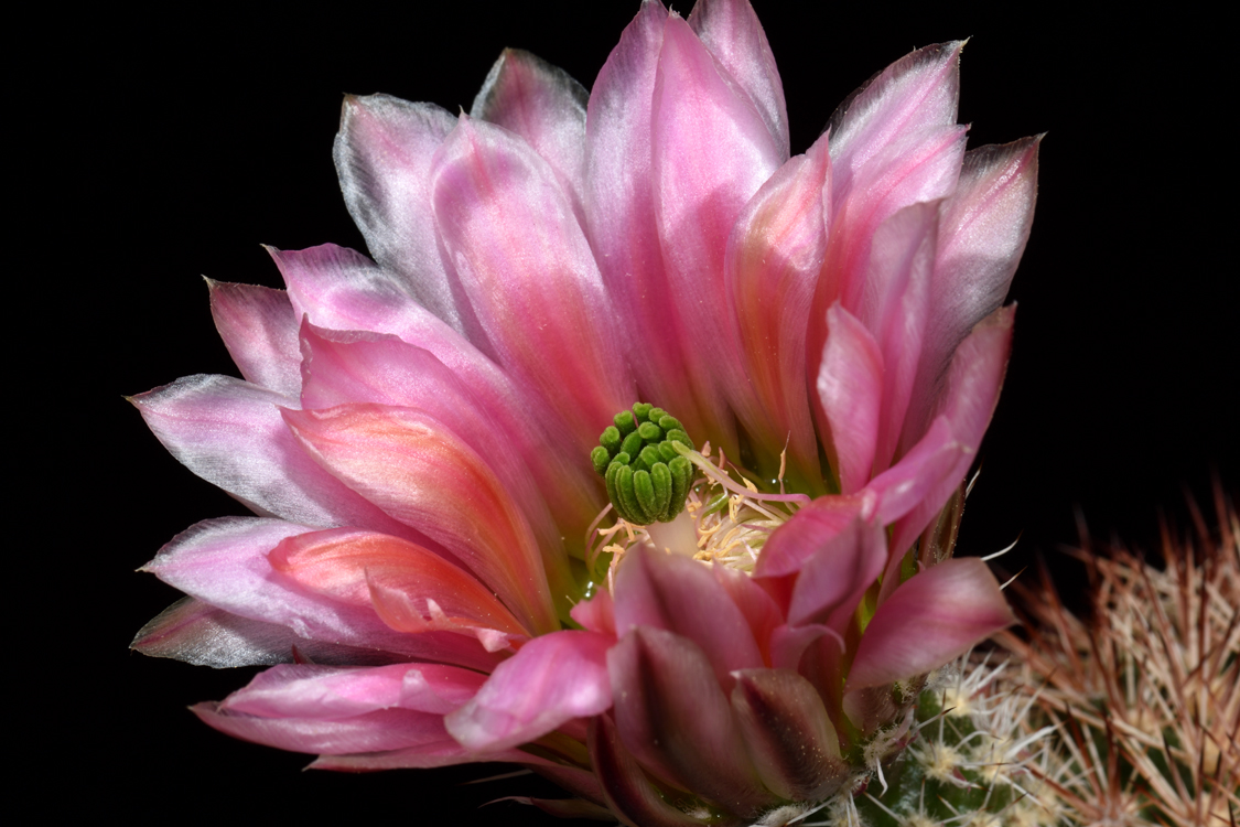 Echinocereus dasyacanthus, Mexico, Chihuahua, El Sancho