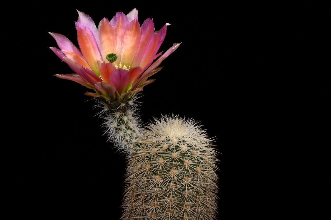 Echinocereus dasyacanthus subsp. crockettianus, USA, Texas, Crockett Co.