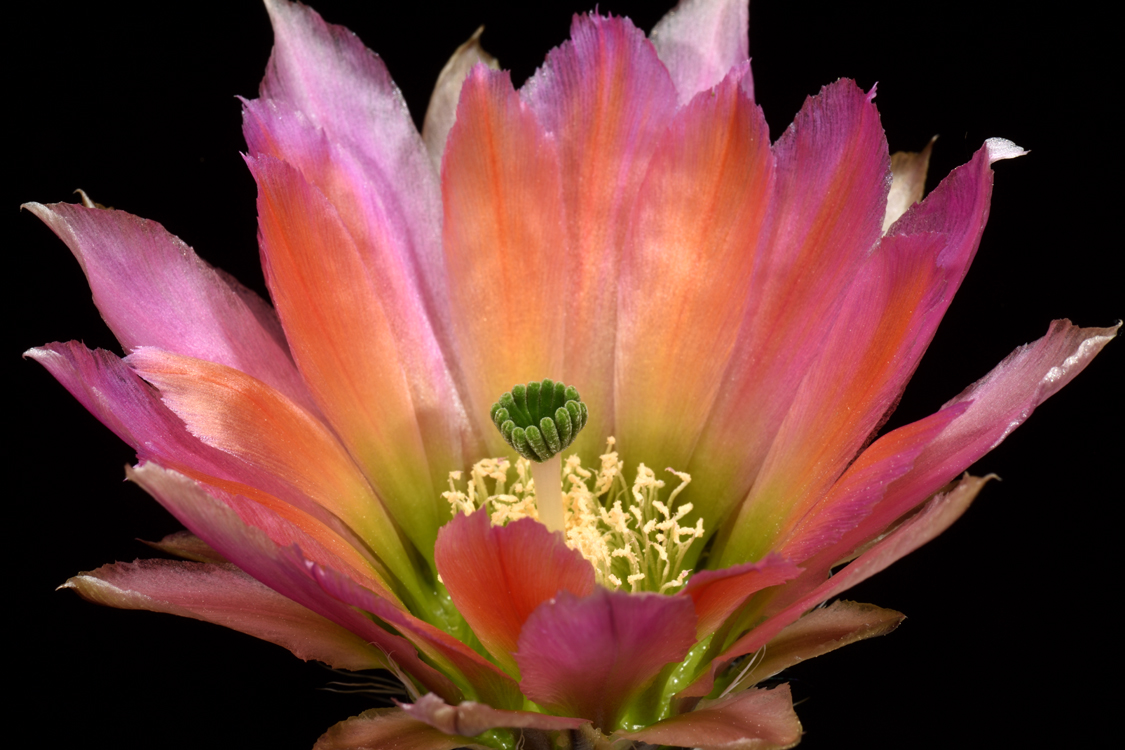 Echinocereus dasyacanthus subsp. crockettianus, USA, Texas, Crockett Co.