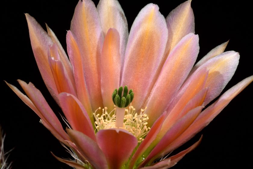 Echinocereus dasyacanthus, USA, Texas, Pecos Co.