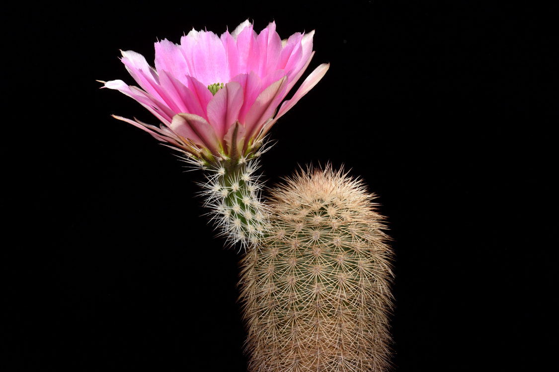Echinocereus dasyacanthus, SB732
