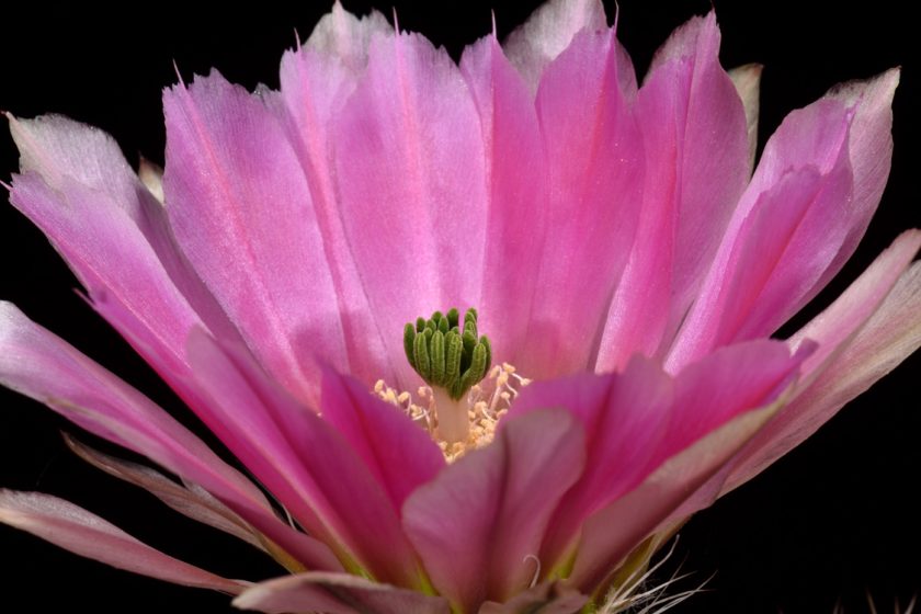 Echinocereus dasyacanthus, SB732