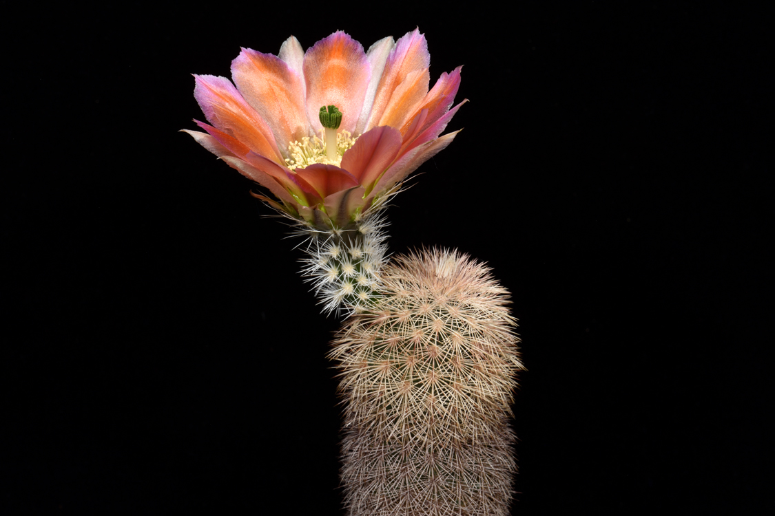 Echinocereus dasyacanthus, USA, Texas, McCamey