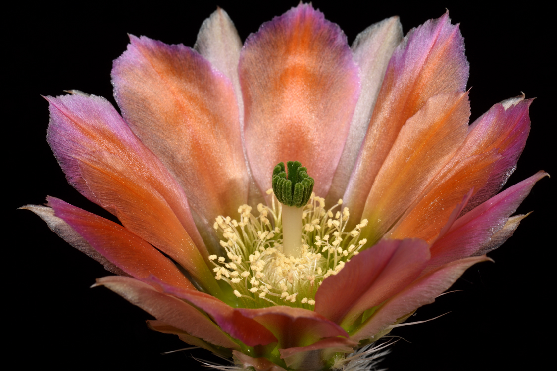 Echinocereus dasyacanthus, USA, Texas, McCamey