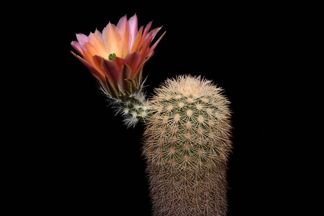 Echinocereus dasyacanthus, USA, Texas, McCamey
