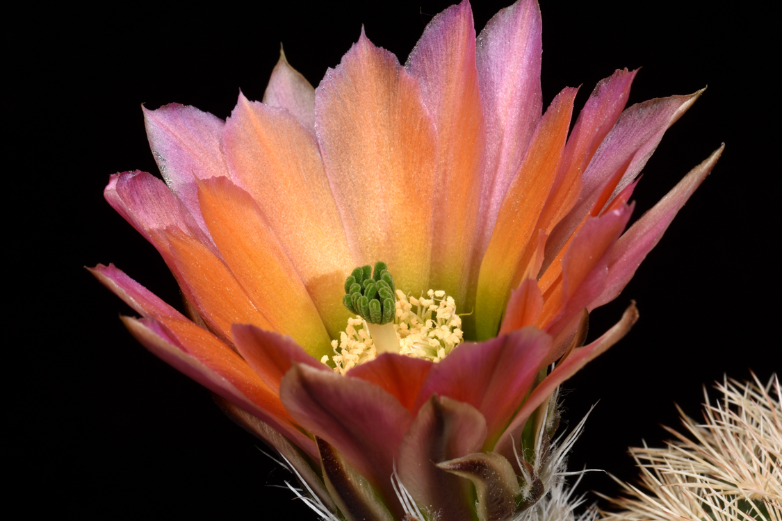 Echinocereus dasyacanthus, USA, Texas, McCamey
