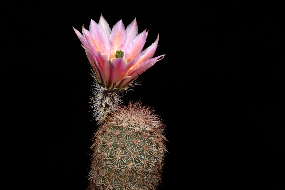 Echinocereus dasyacanthus, USA, Texas, Pecos Co., Bakersfield