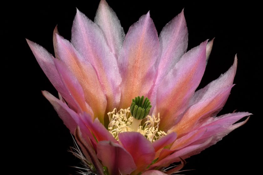 Echinocereus dasyacanthus, USA, Texas, Pecos Co., Bakersfield
