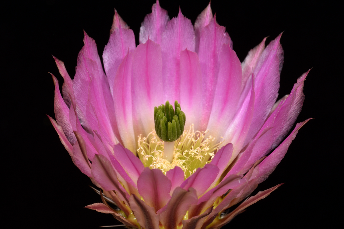 Echinocereus pectinatus, Mexico, Zacatecas, Villa Hidalgo