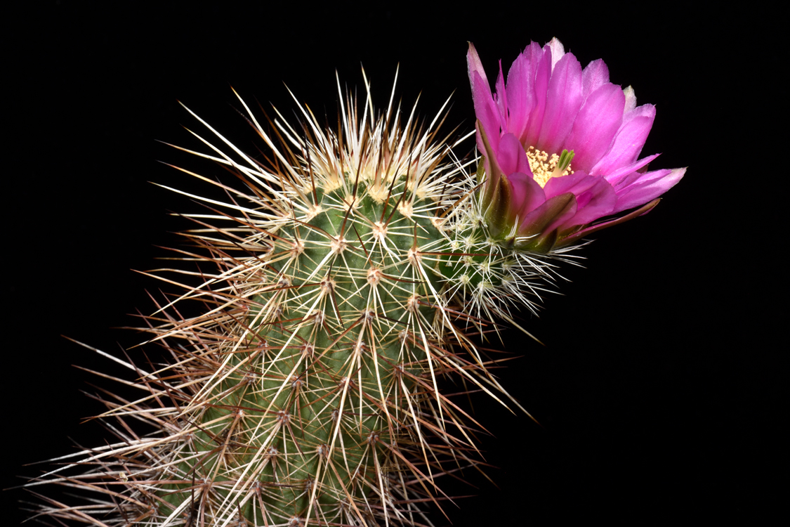 Echinocereus engelmannii, Mexico, Baja California, Sierra San Pedro Martir
