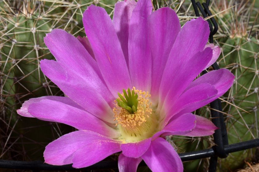 Echinocereus pentalophus subsp. leonensis, Mexico, Coahuila, Las Vigas