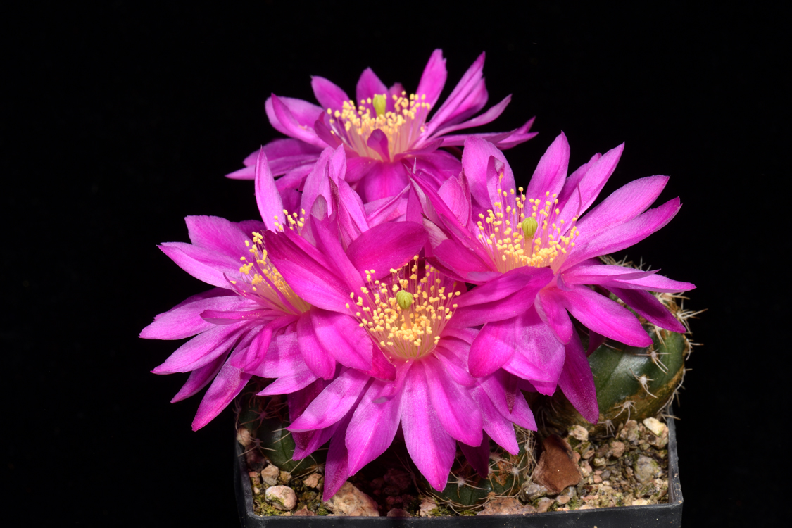 Echinocereus acanthosetos, Mexico, Oaxaca