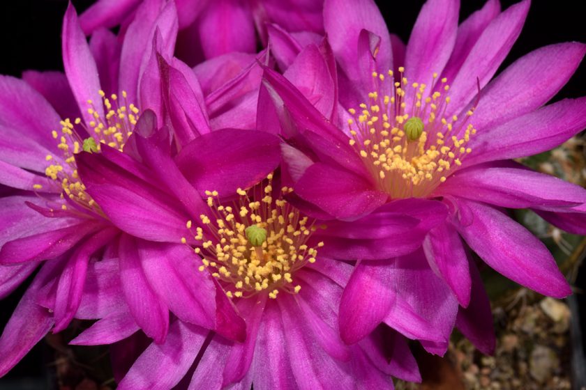 Echinocereus acanthosetos, Mexico, Oaxaca