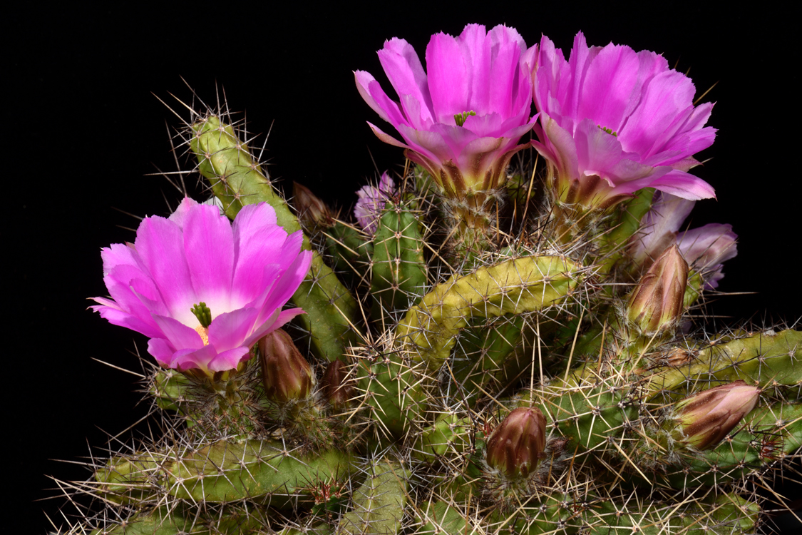 Echinocereus pentalophus subsp. procumbens, USA, Texas