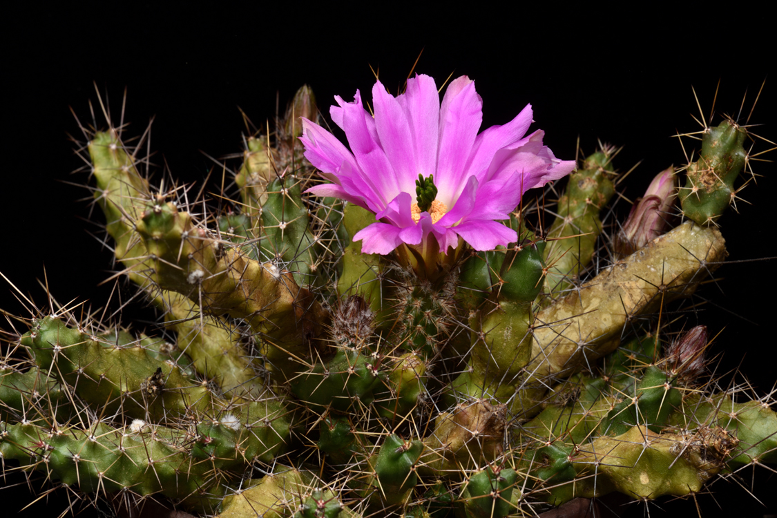 Echinocereus pentalophus subsp. procumbens, USA, Texas