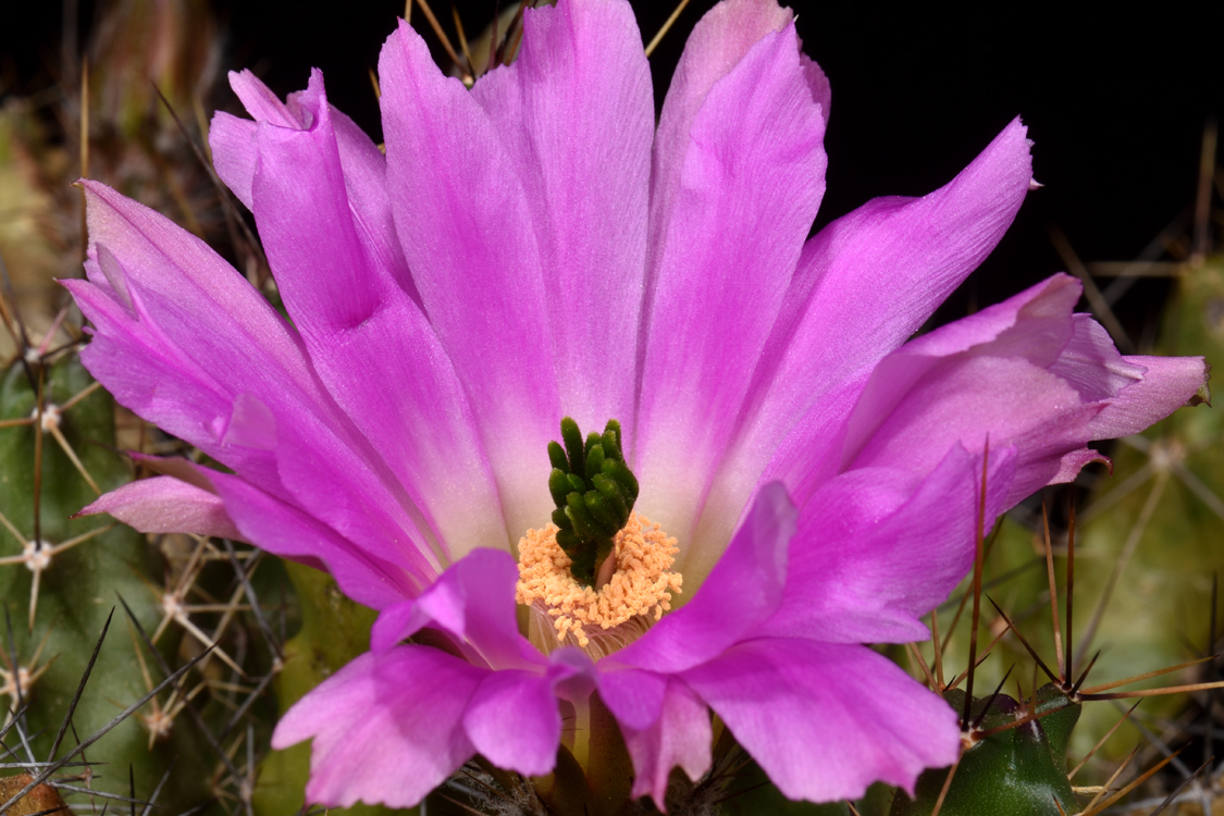 Echinocereus pentalophus subsp. procumbens, USA, Texas