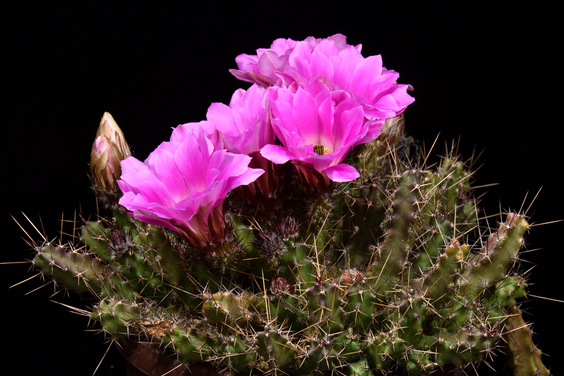 Echinocereus pentalophus subsp. procumbens, USA, Texas