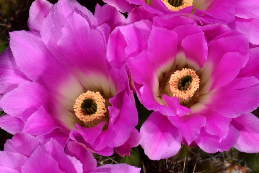 Echinocereus pentalophus subsp. procumbens, USA, Texas