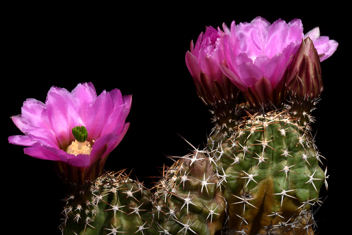 Echinocereus fendleri, Mexico, Chihuahua, Rancho Buenos