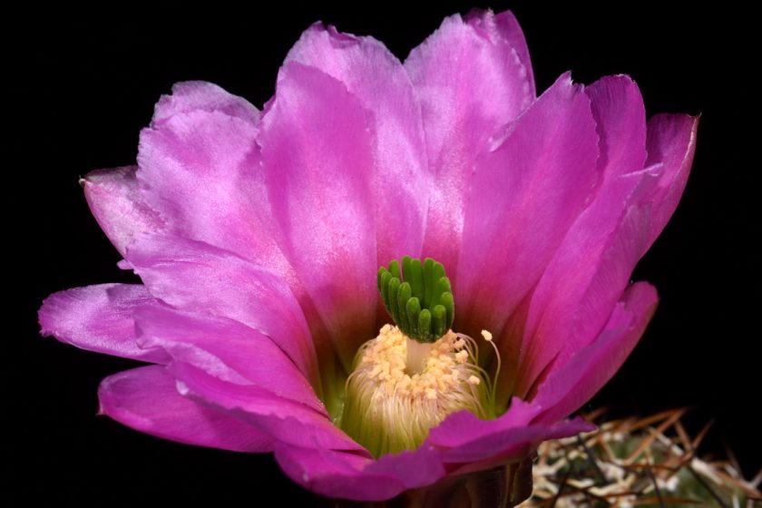 Echinocereus fendleri, Mexico, Chihuahua, Rancho Buenos