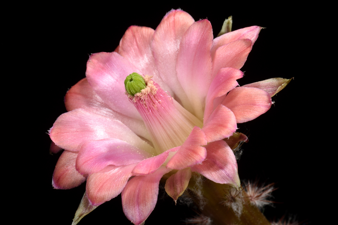 Echinocereus scheeri subsp. gentryi, Mexico, Chihuahua