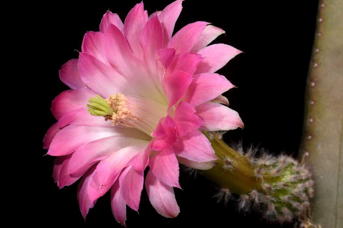 Echinocereus scheeri subsp. gentryi, Mexico, Chihuahua