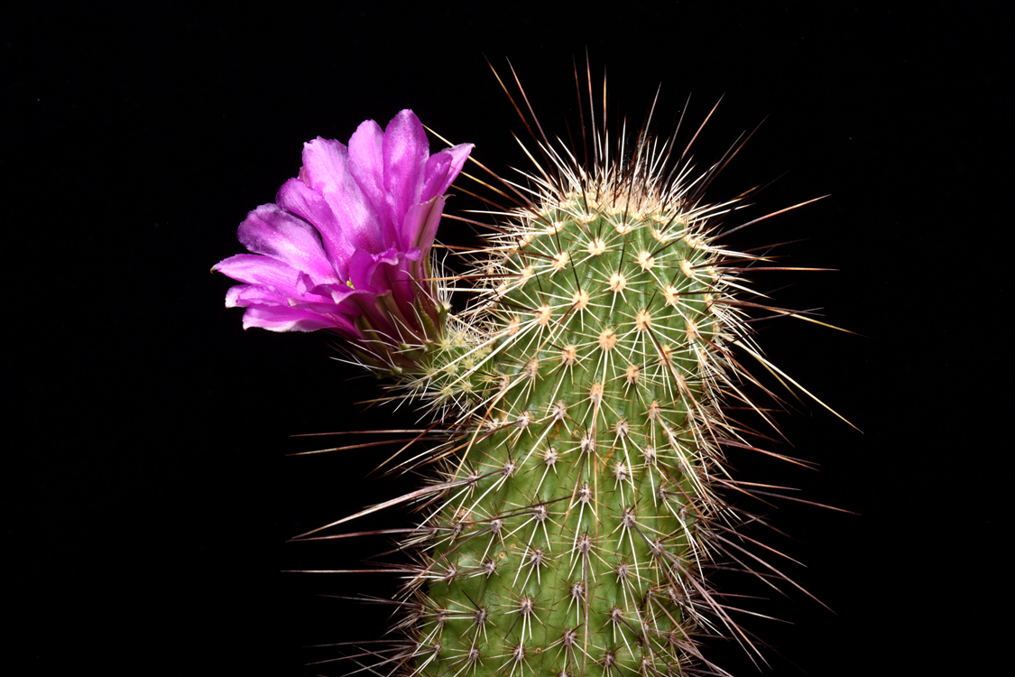 Echinocereus bonkerae subsp. apachensis, USA, Arizona, Apache Trail