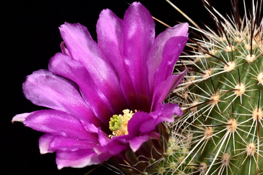 Echinocereus bonkerae subsp. apachensis, USA, Arizona, Apache Trail